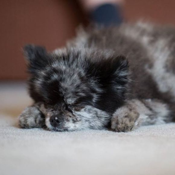 Meet your Posher, Cindy - Picture 1 of 1